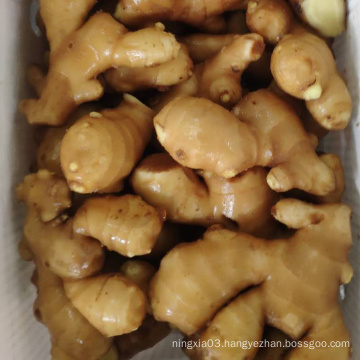 Hot Sale 2020 China New Crop Fresh Ginger FRESH GINGER to EXPORT